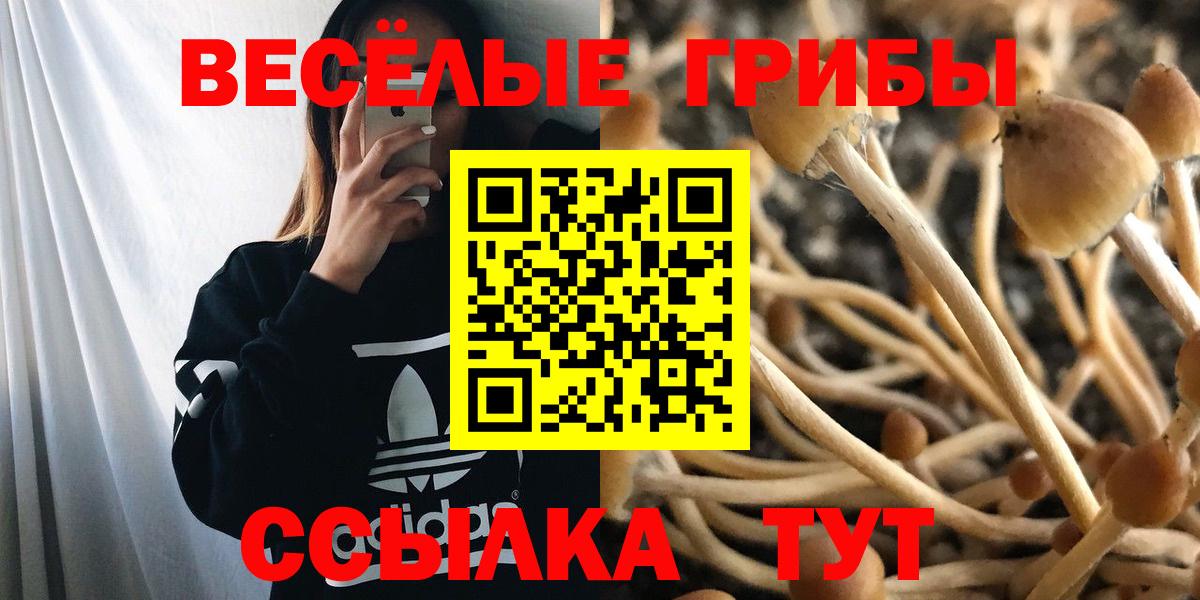 Саров  Галлюциногенные грибы прущие грибы  Вход с VPN  Галлюциногенные грибы Psilocybe 